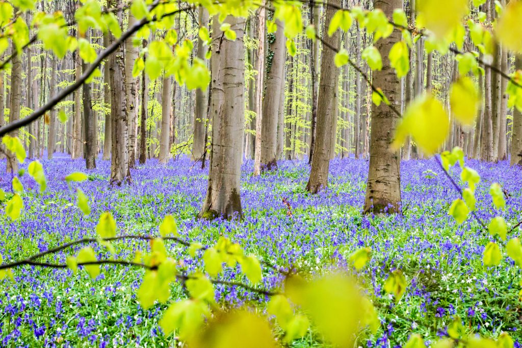 Hallerbos