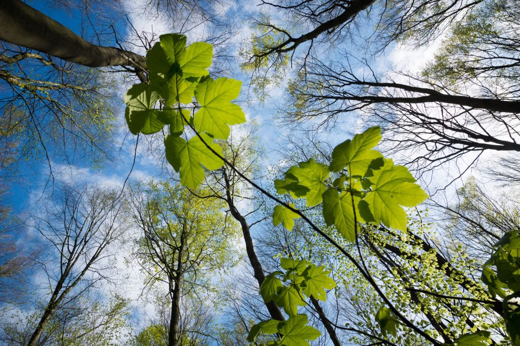 Hallerbos